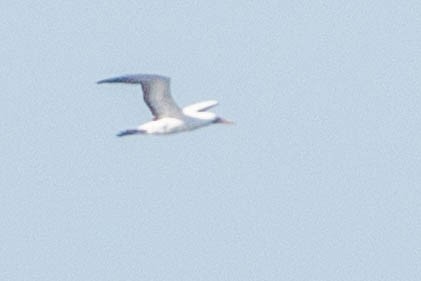 Nazca Booby - ML626734950