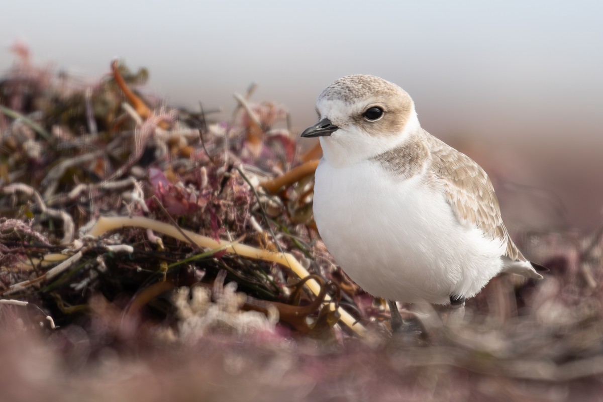 Snowy Plover - ML626735132