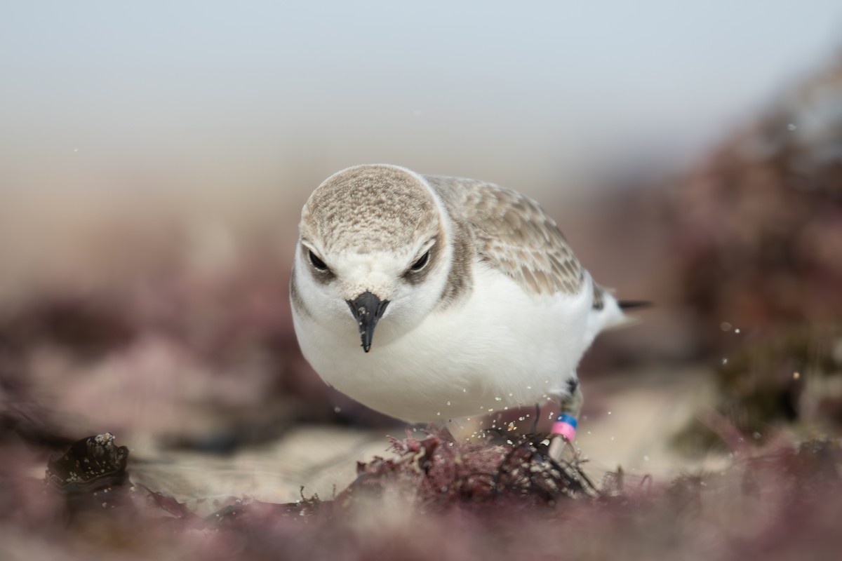 Snowy Plover - ML626735133