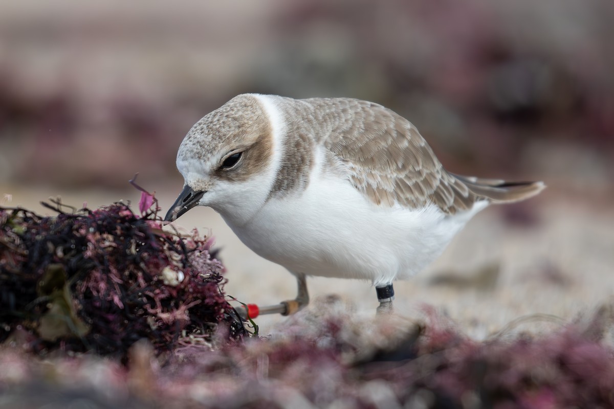 Snowy Plover - ML626735134