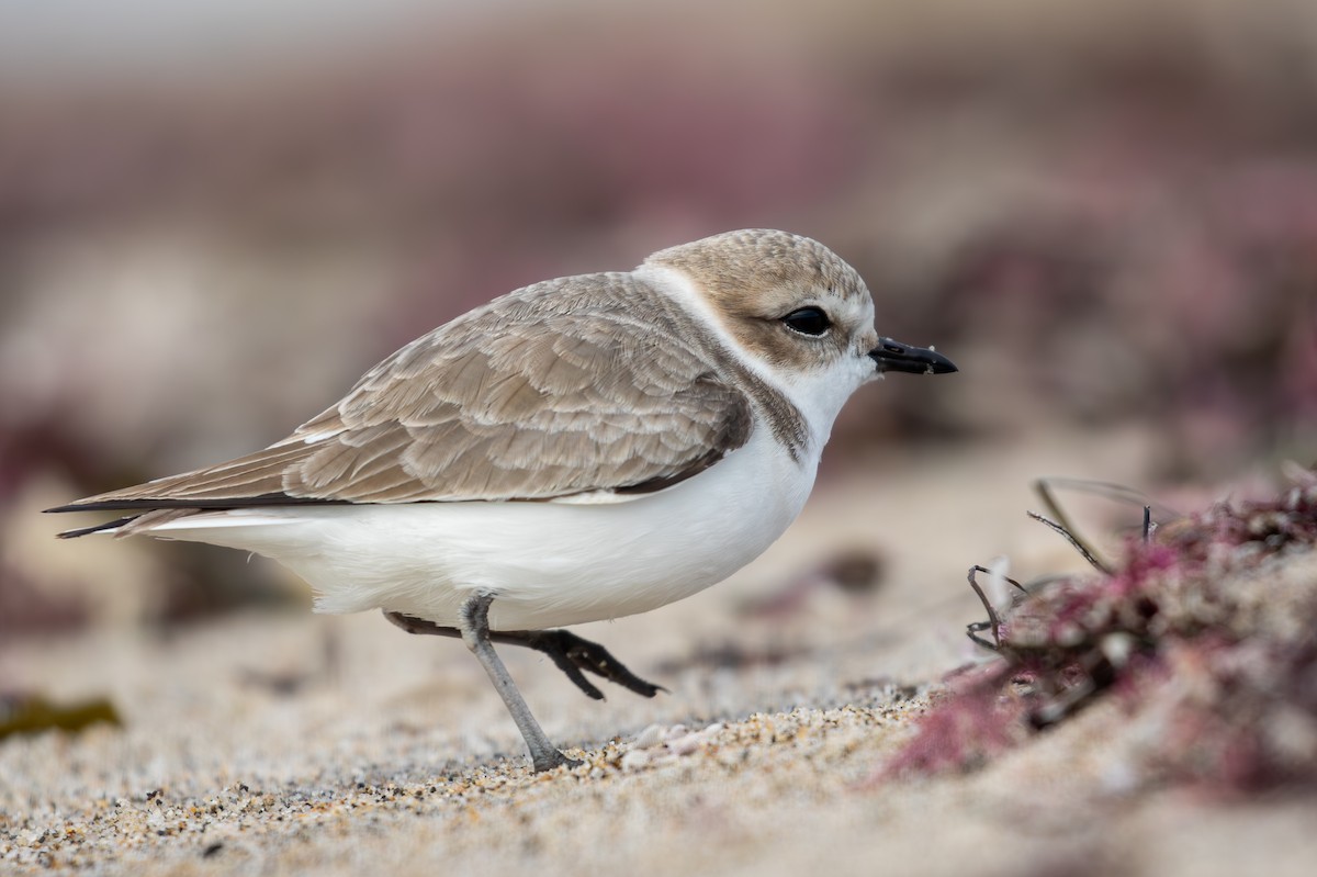 Snowy Plover - ML626735135