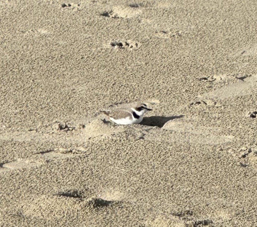 Snowy Plover - ML626735140