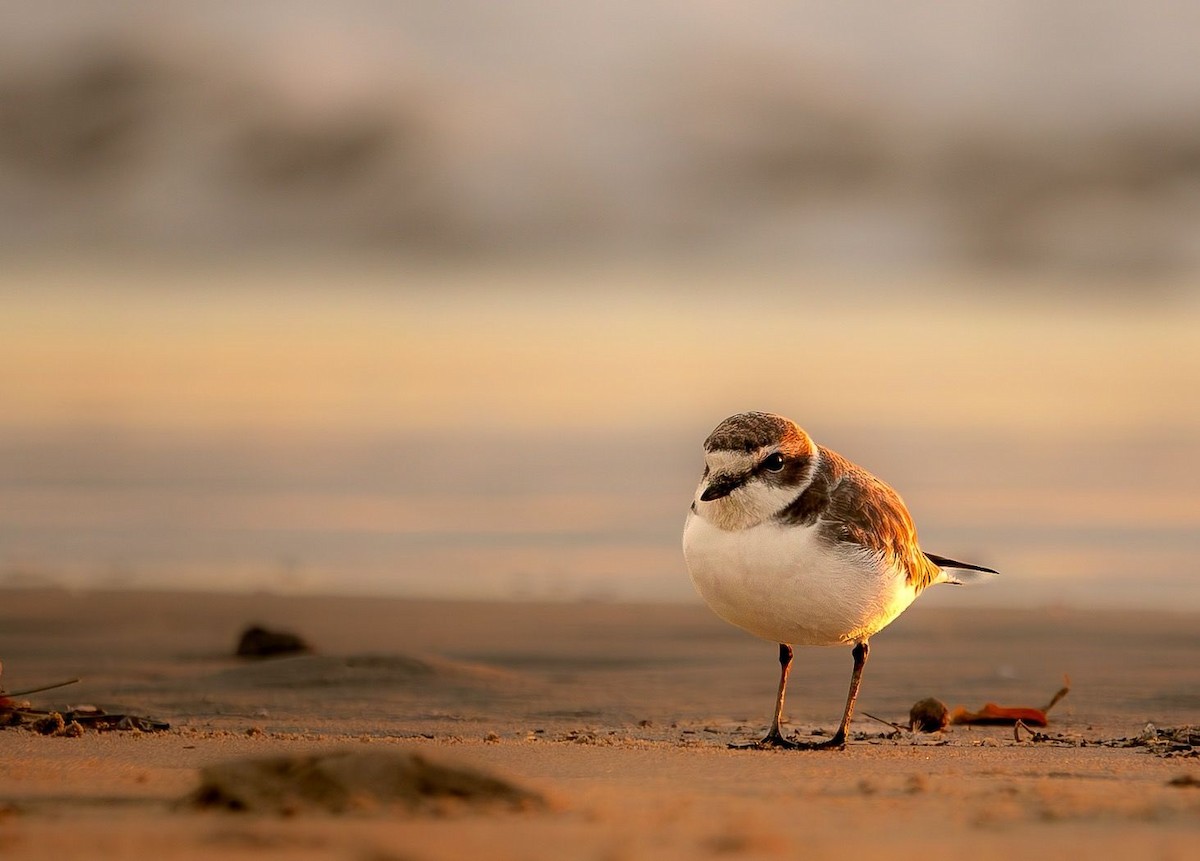 Snowy Plover - ML626735225