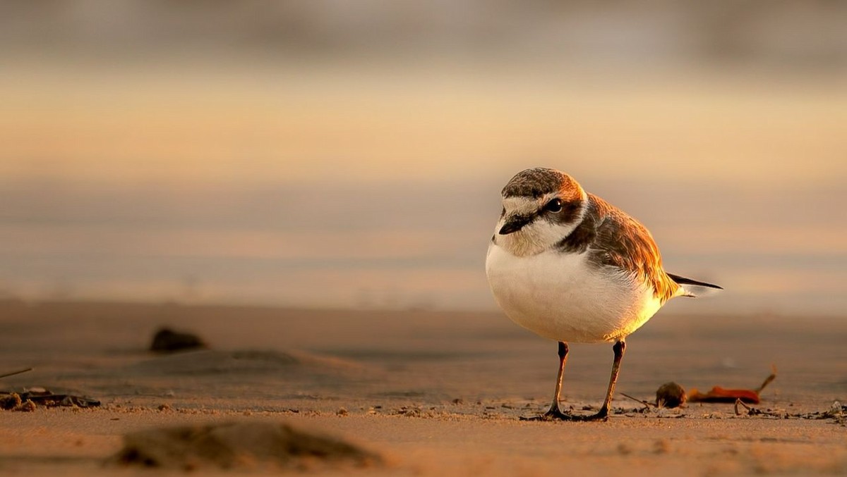 Snowy Plover - ML626735282