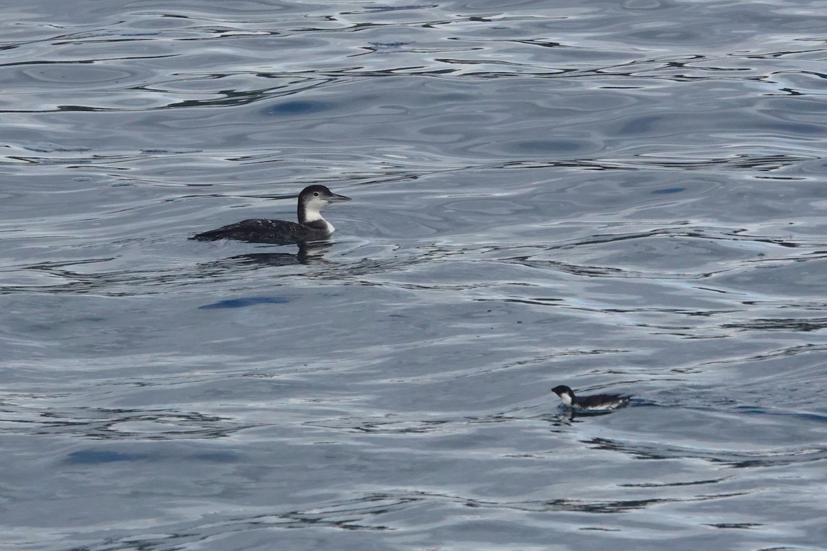 Common Loon - Cliff Cordy