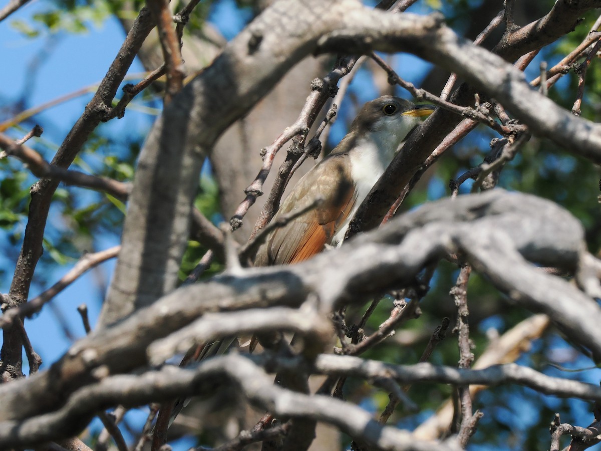 Yellow-billed Cuckoo - ML626735356