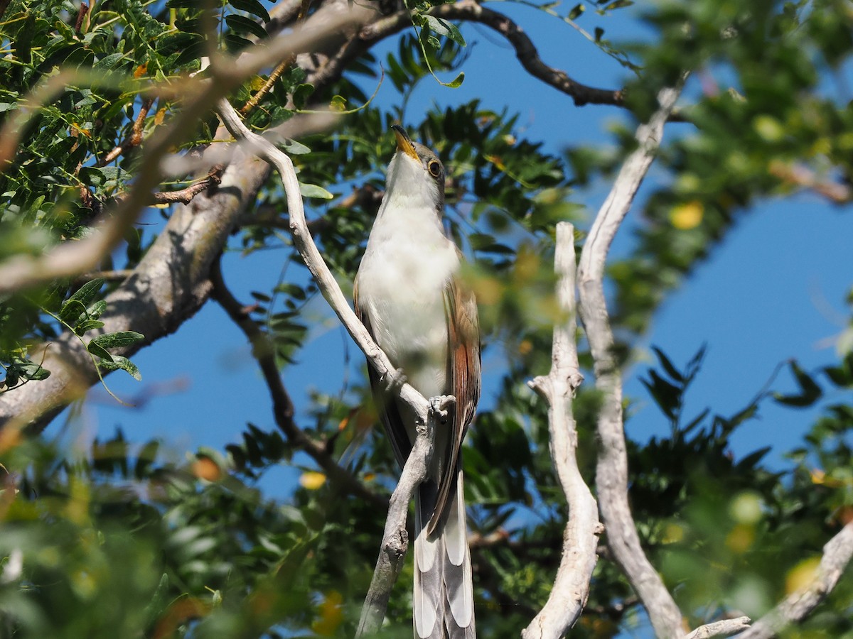 Yellow-billed Cuckoo - ML626735357