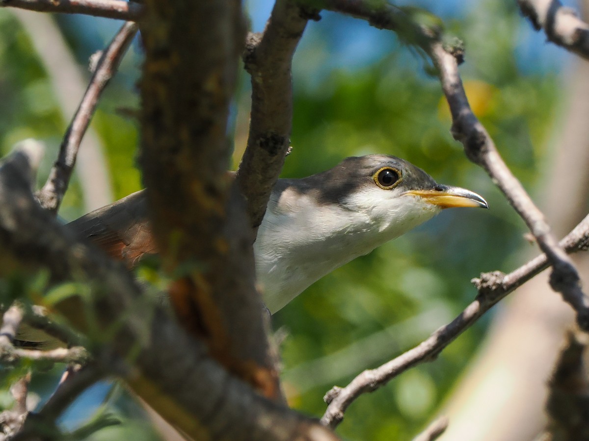 Yellow-billed Cuckoo - ML626735358