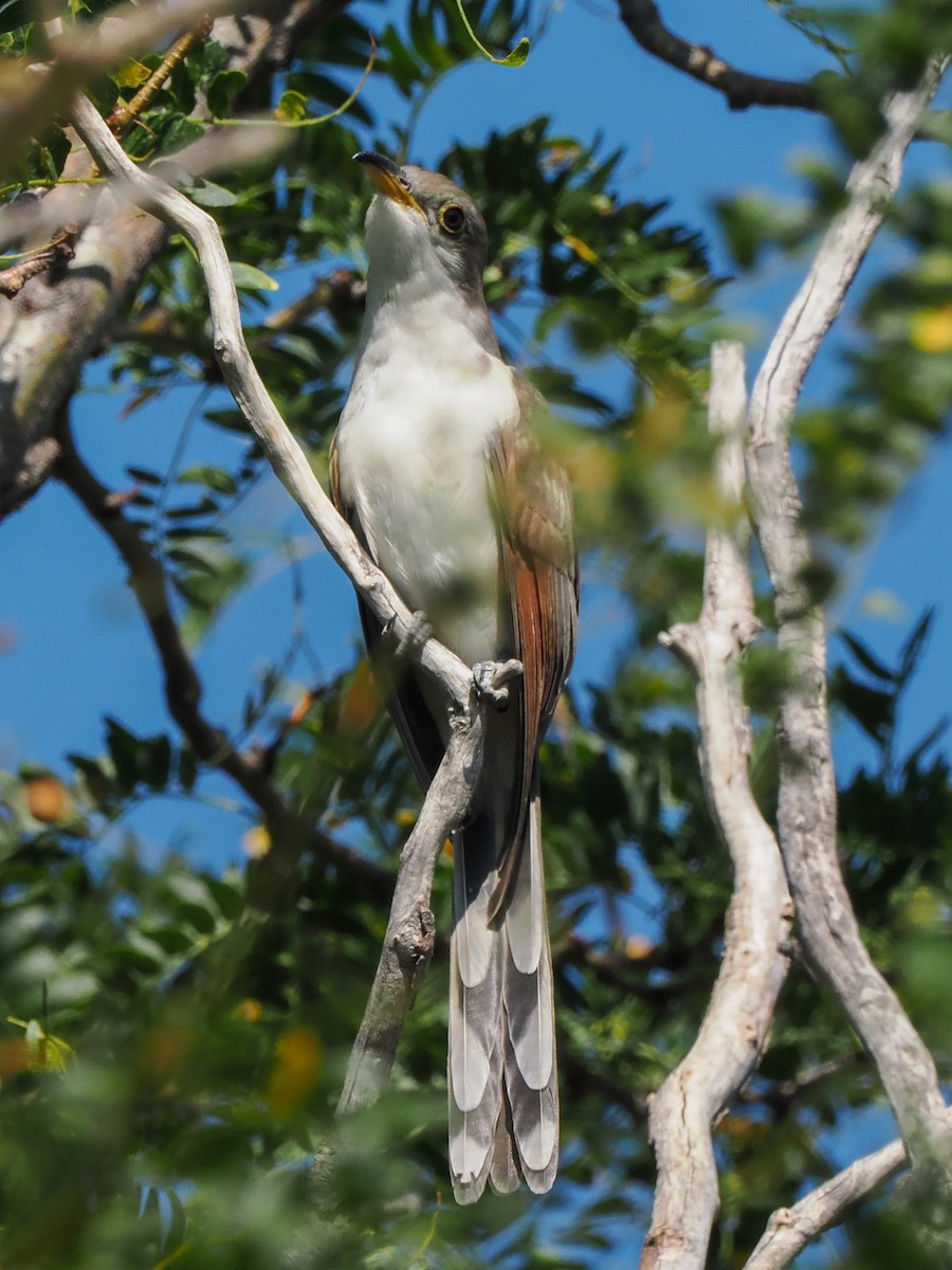 Yellow-billed Cuckoo - ML626735360