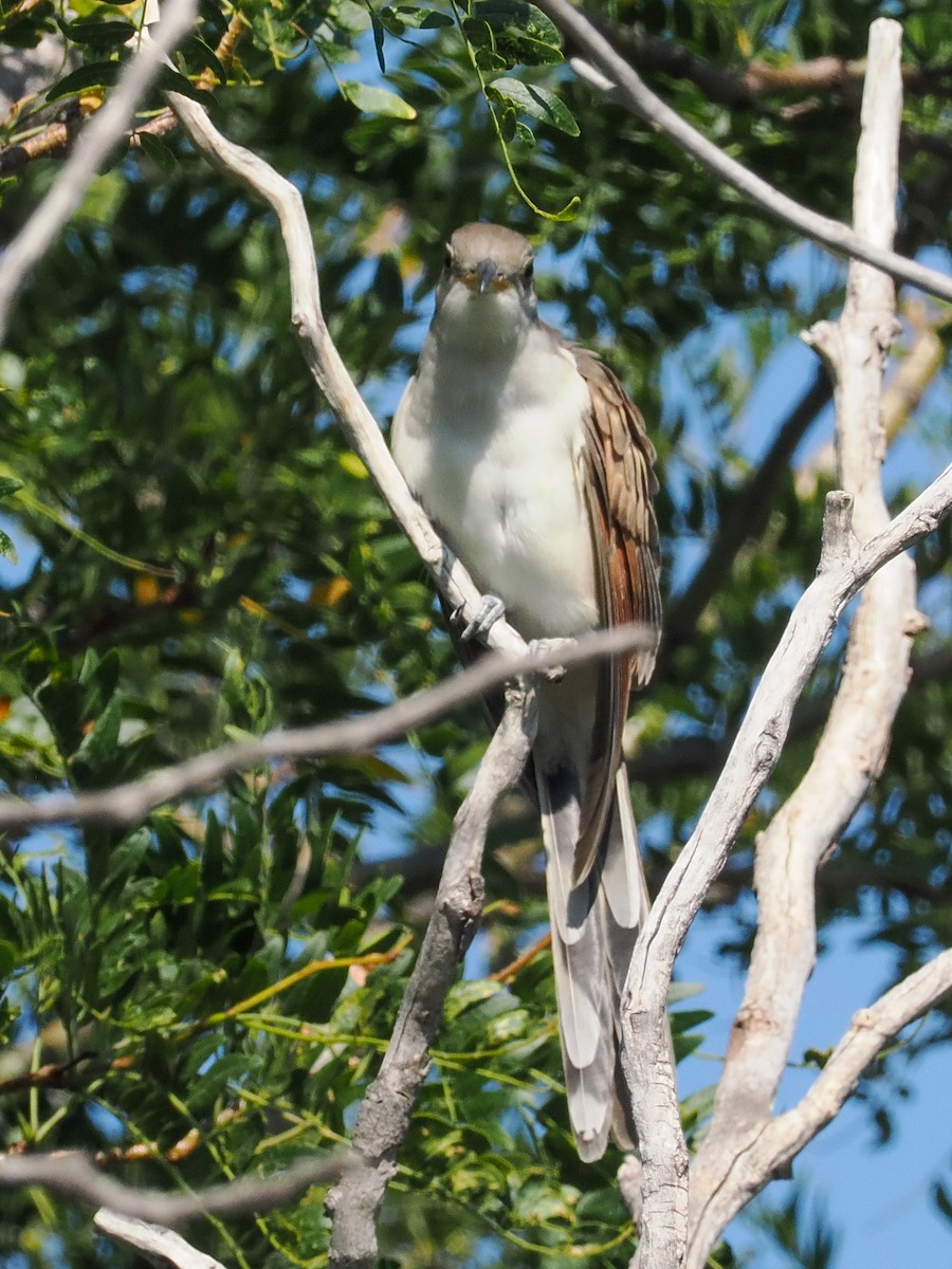 Yellow-billed Cuckoo - ML626735361