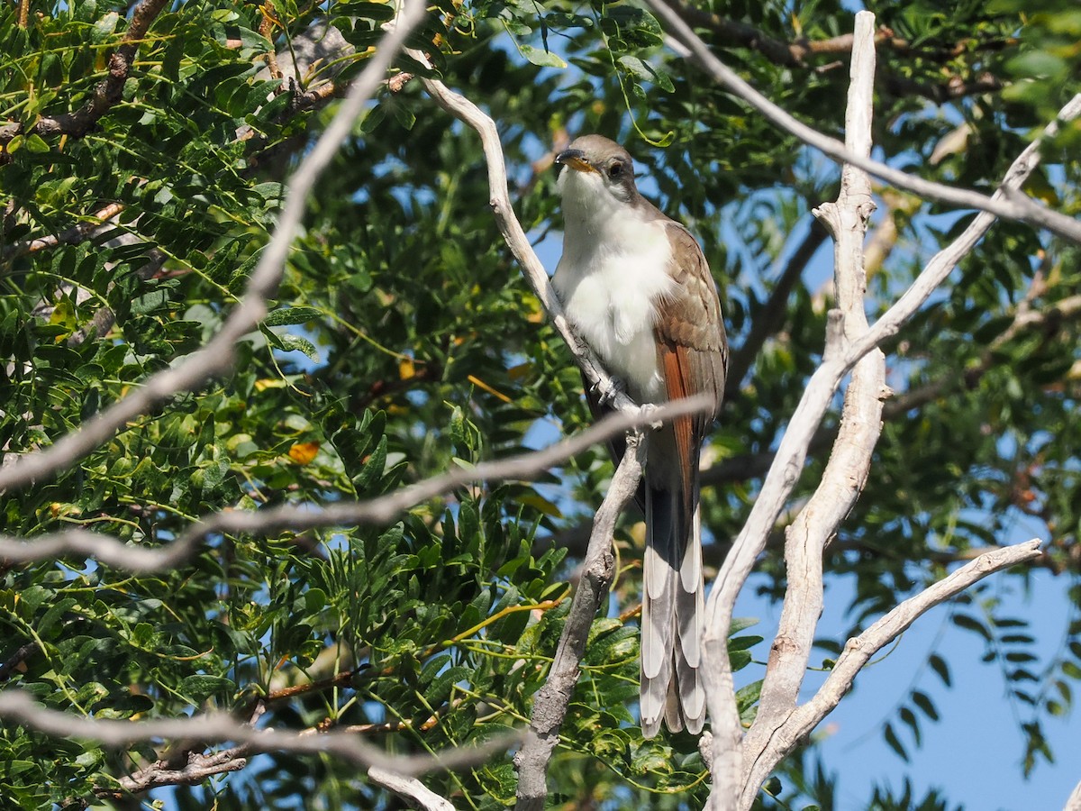 Yellow-billed Cuckoo - ML626735362