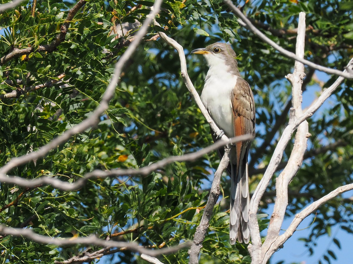 Yellow-billed Cuckoo - ML626735363