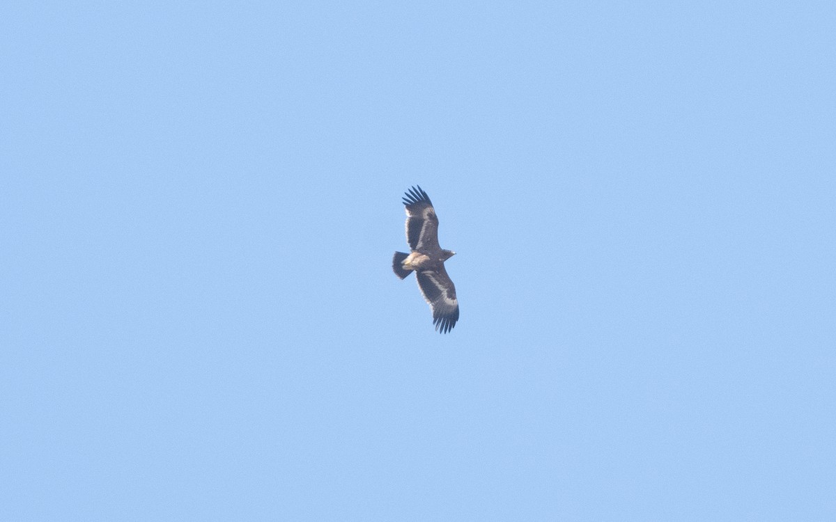 Steppe Eagle - ML626735554
