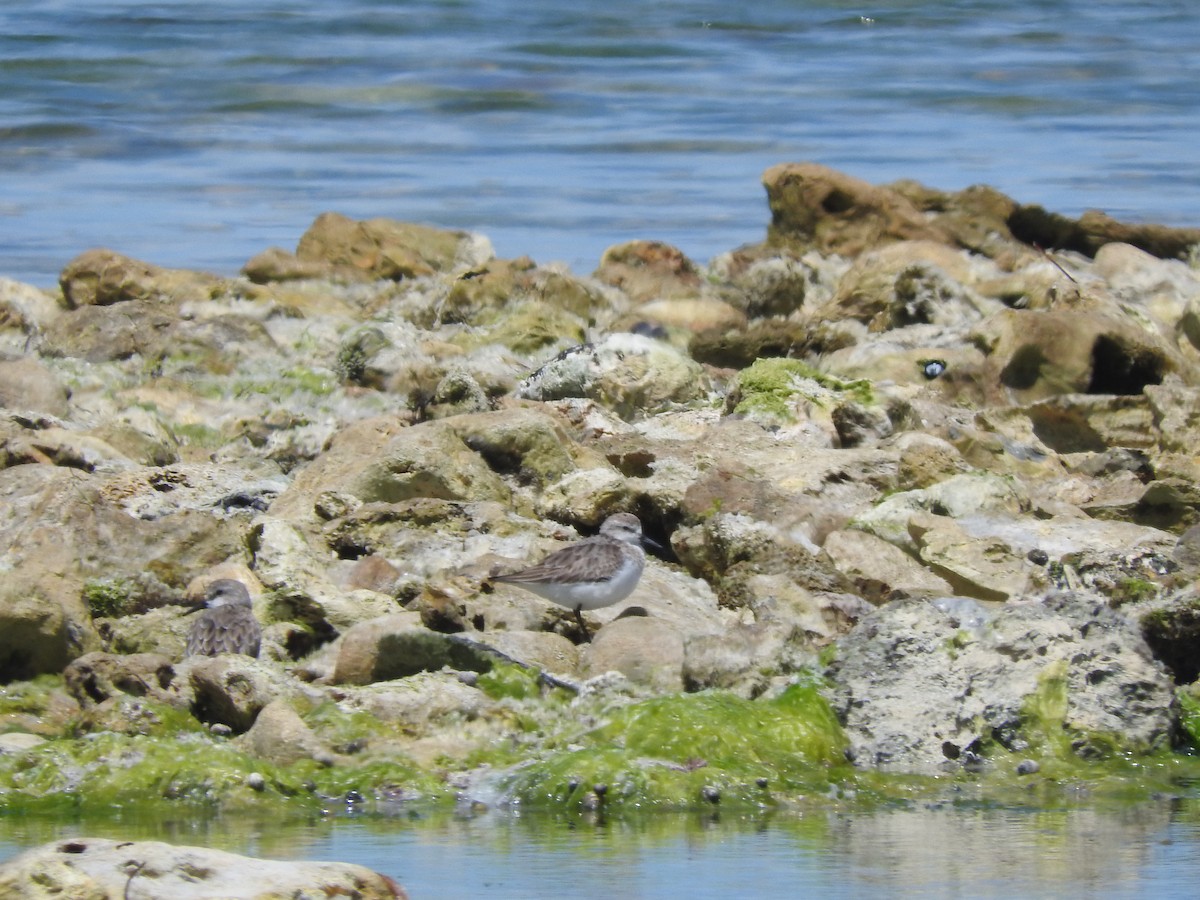 Побережник рудоголовий - ML626735618