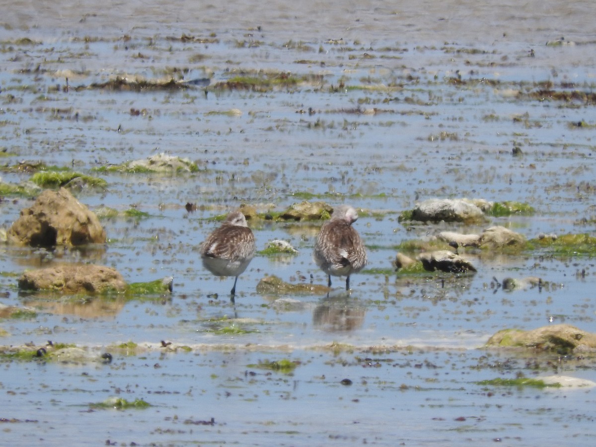 Грицик малий - ML626735621