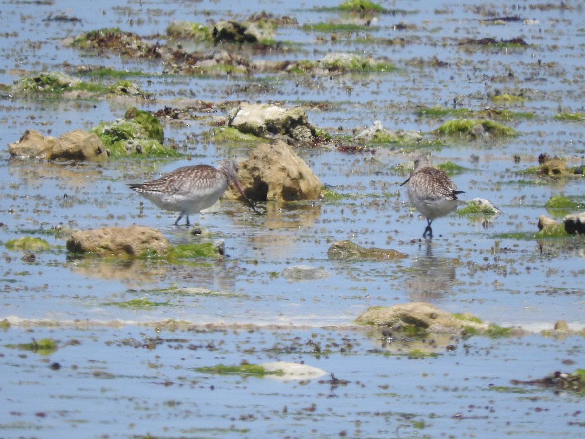 Грицик малий - ML626735622