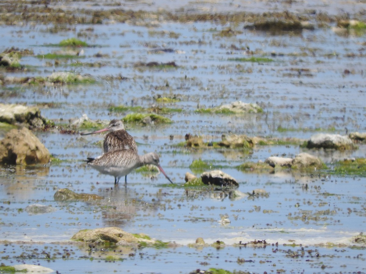 Грицик малий - ML626735623