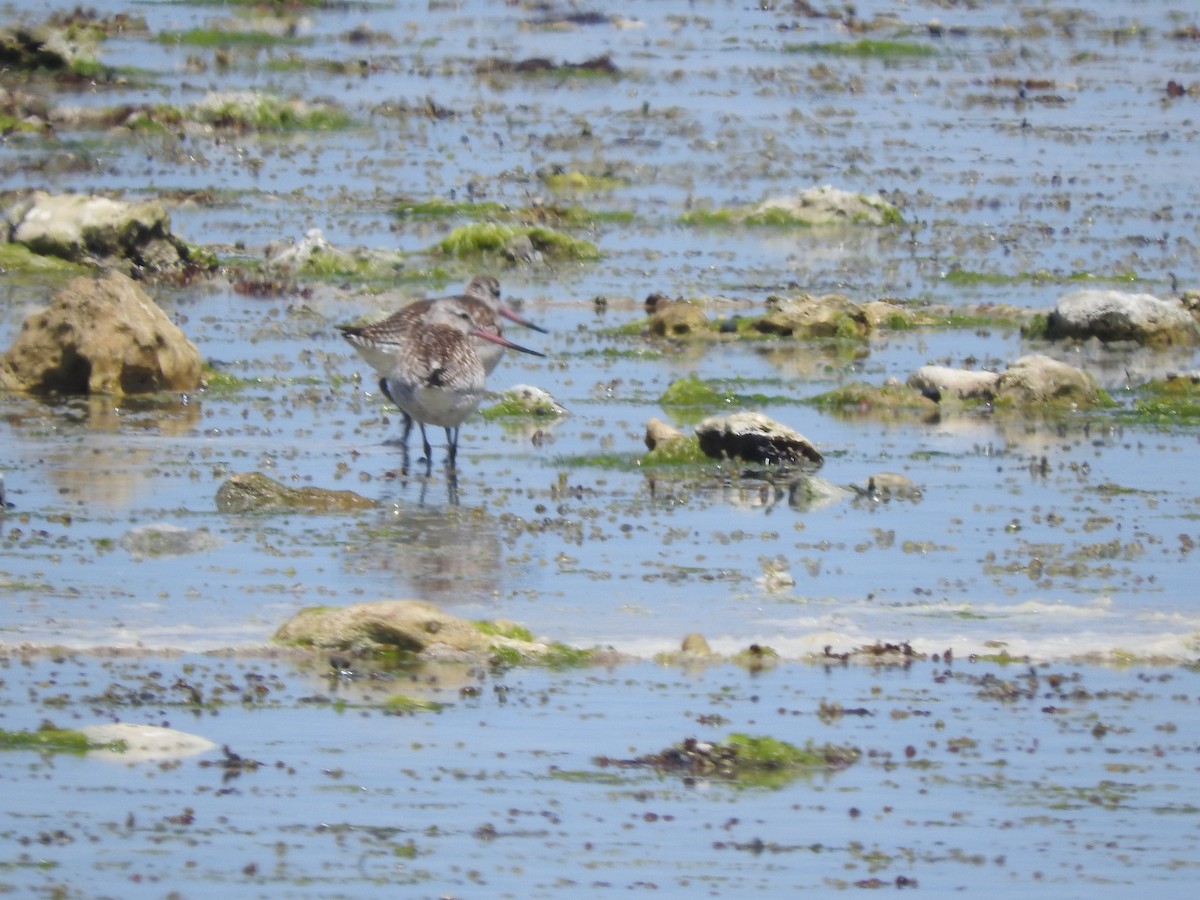 Грицик малий - ML626735624