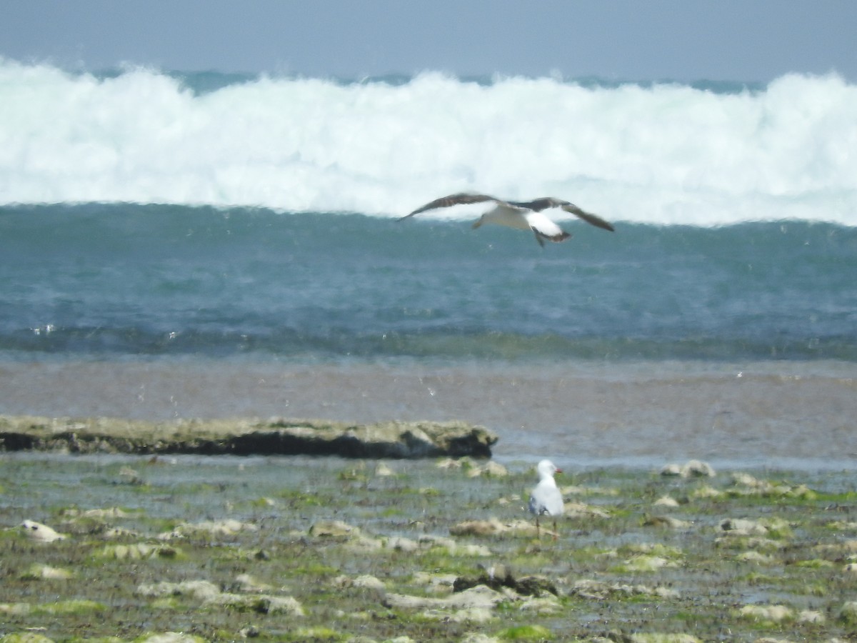 Мартин домініканський - ML626735628