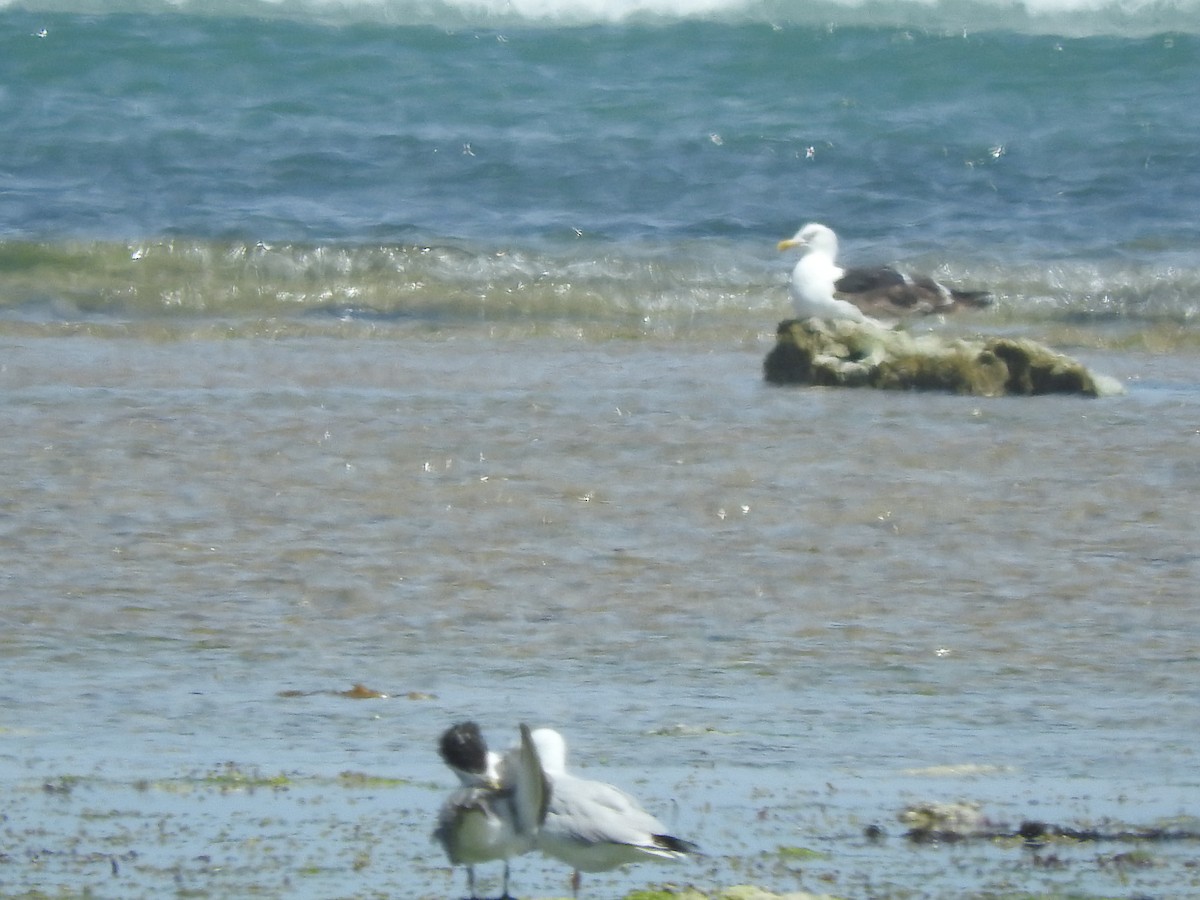 Мартин домініканський - ML626735630