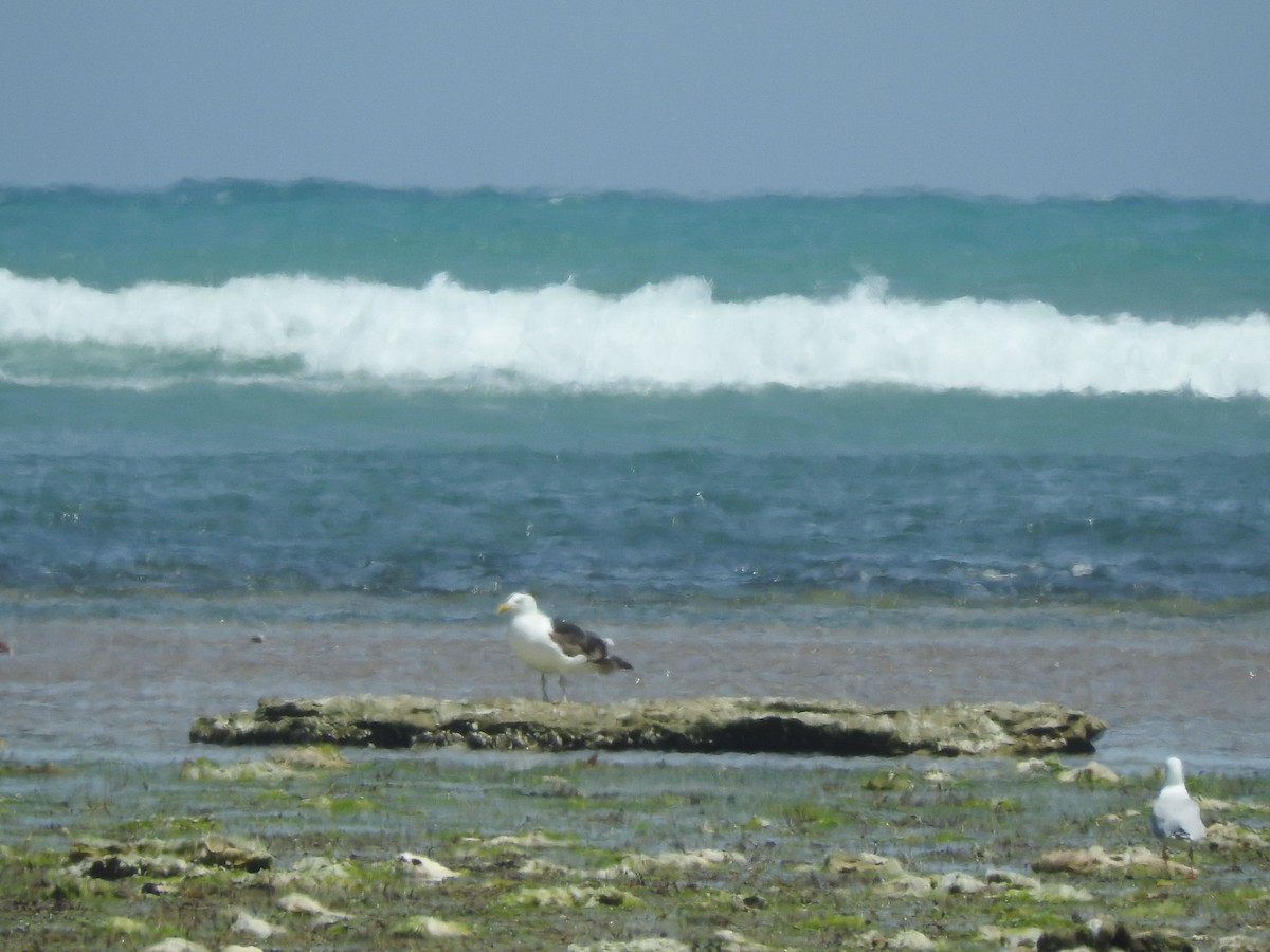 Мартин домініканський - ML626735631