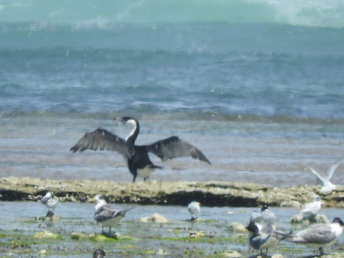 Баклан білогрудий - ML626735636