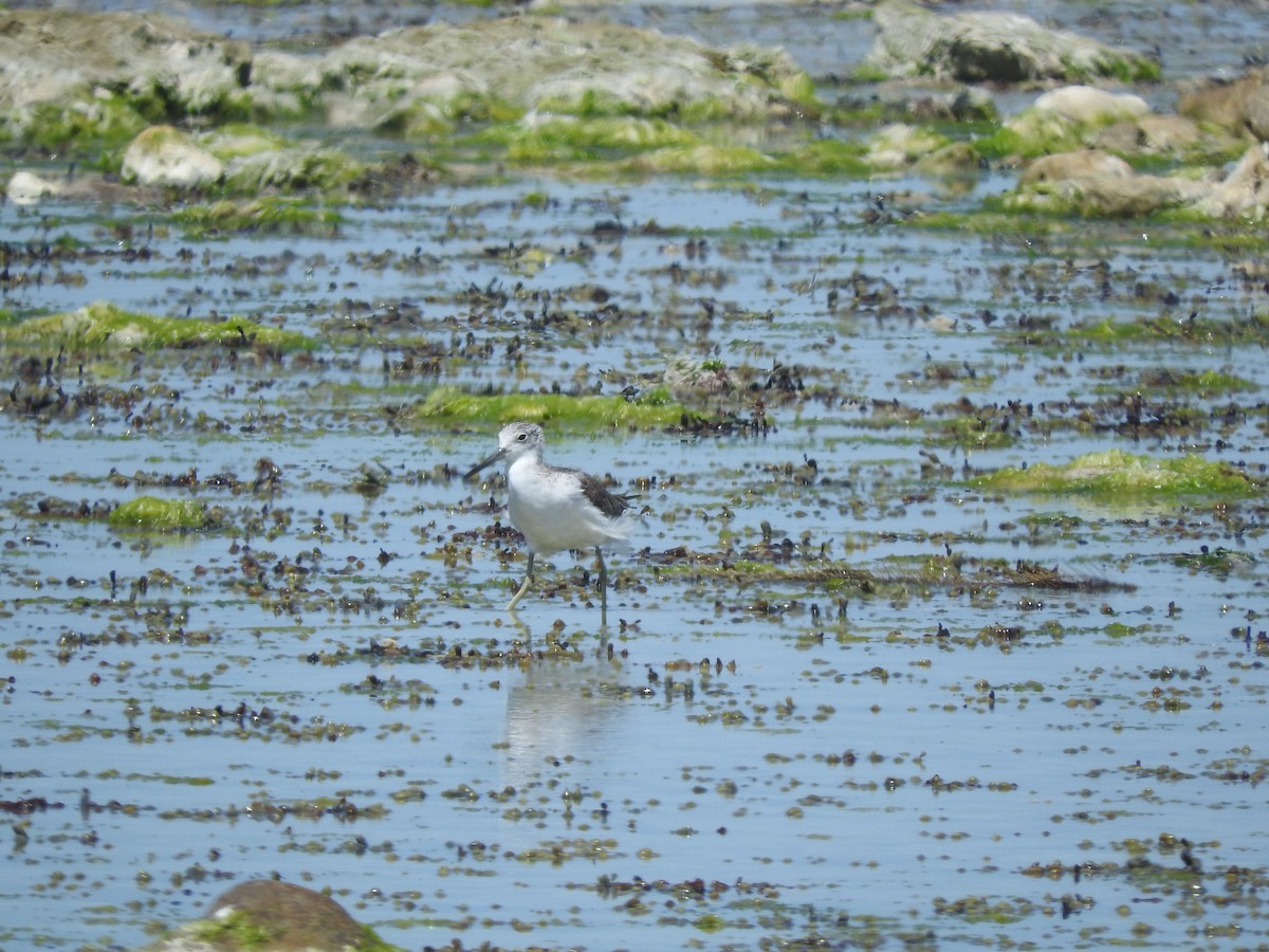 Коловодник великий - ML626735640