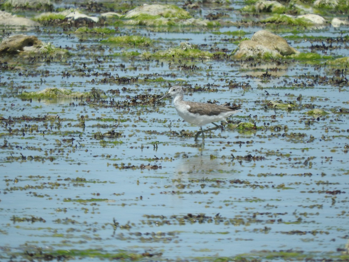 Коловодник великий - ML626735641