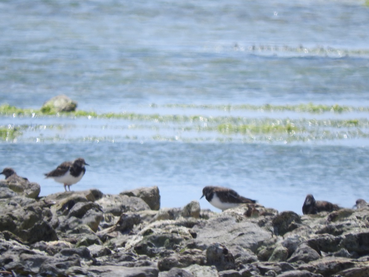 Крем'яшник звичайний - ML626735644