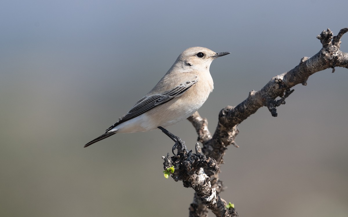 Desert Wheatear - ML626735823