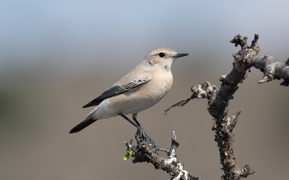 Desert Wheatear - ML626735829