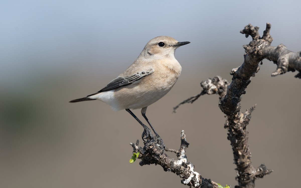 Desert Wheatear - ML626735830