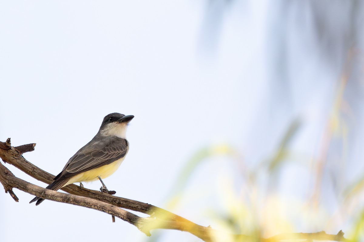 Thick-billed Kingbird - ML626735869