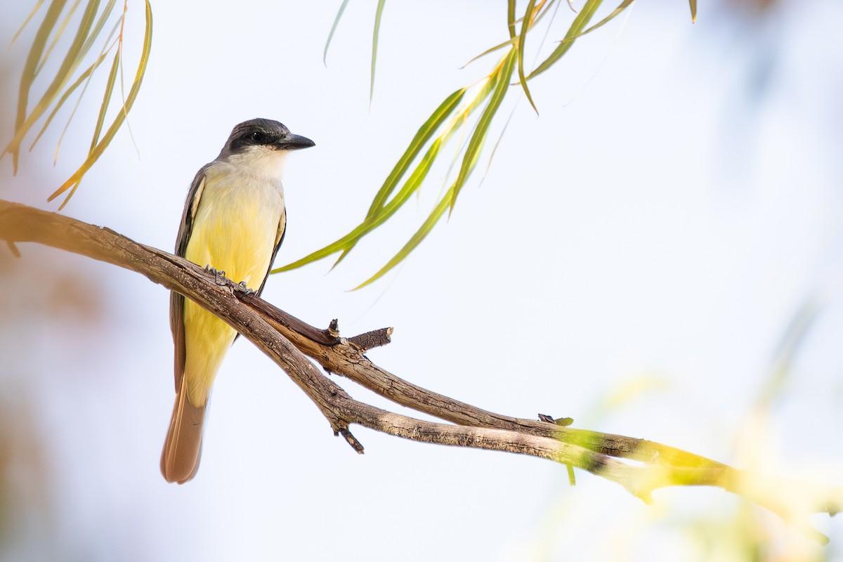 Thick-billed Kingbird - ML626735870