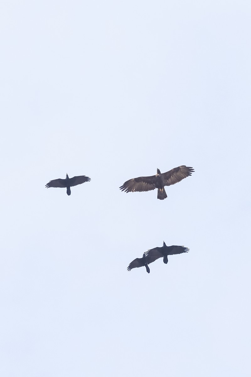 Golden Eagle - ML626736436