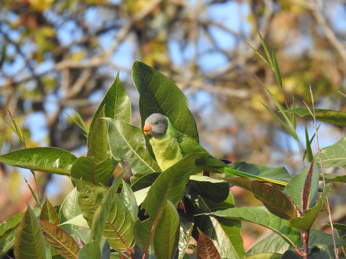 Slaty-headed Parakeet - ML626736484