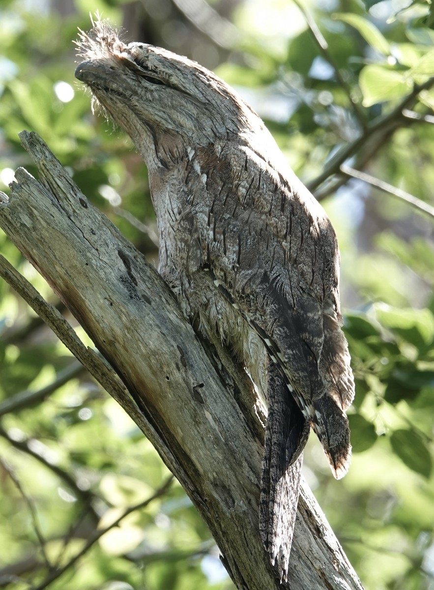 Tawny Frogmouth - ML626736486