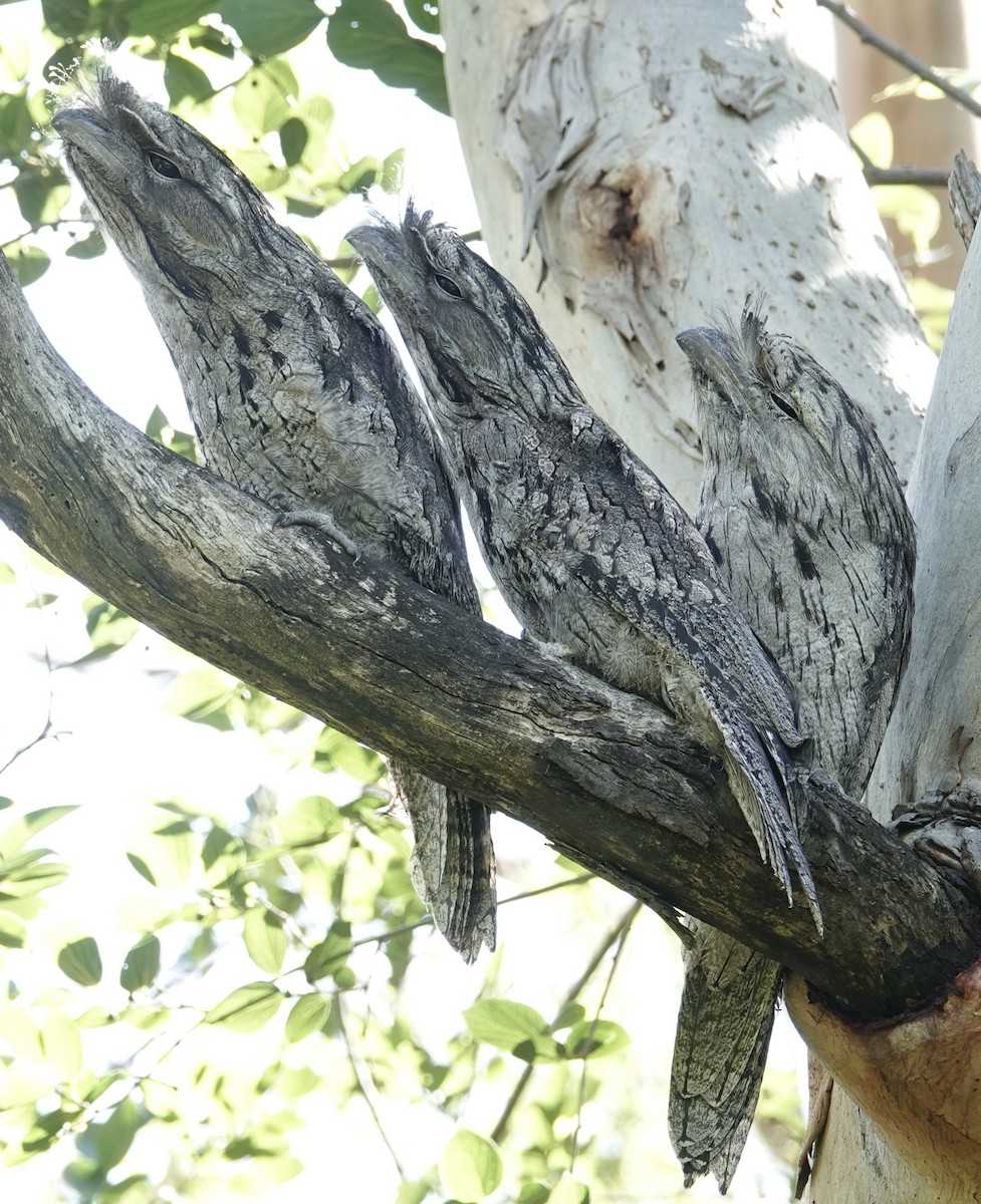 Tawny Frogmouth - ML626736487
