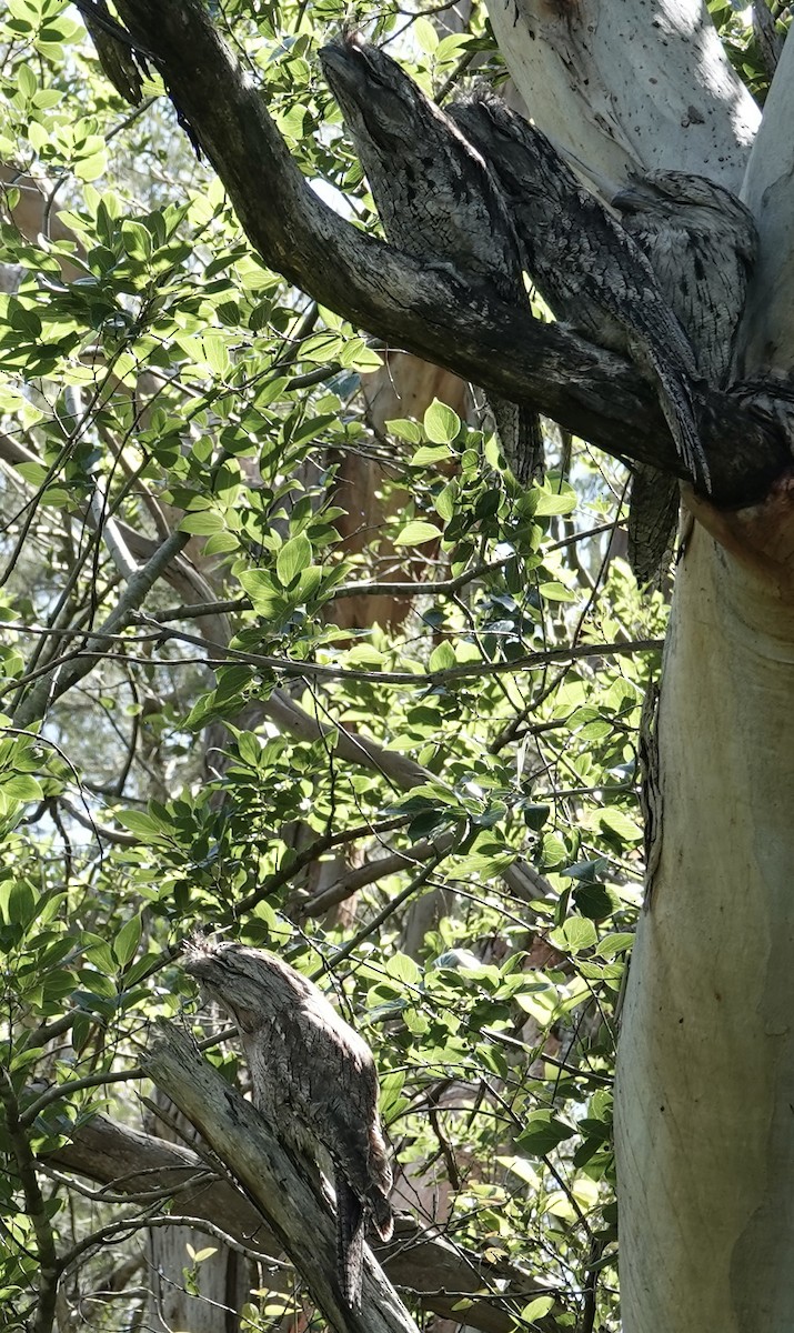 Tawny Frogmouth - ML626736488