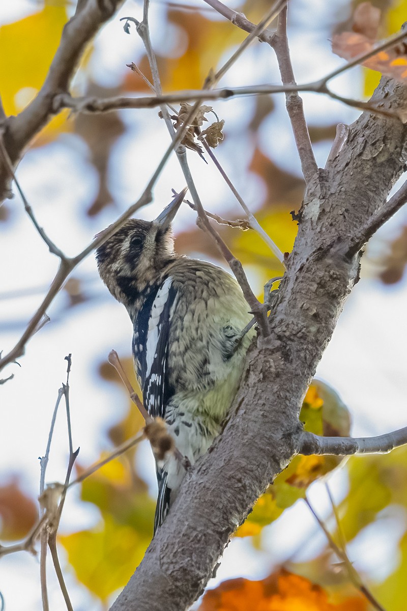 Yellow-bellied Sapsucker - ML626736540