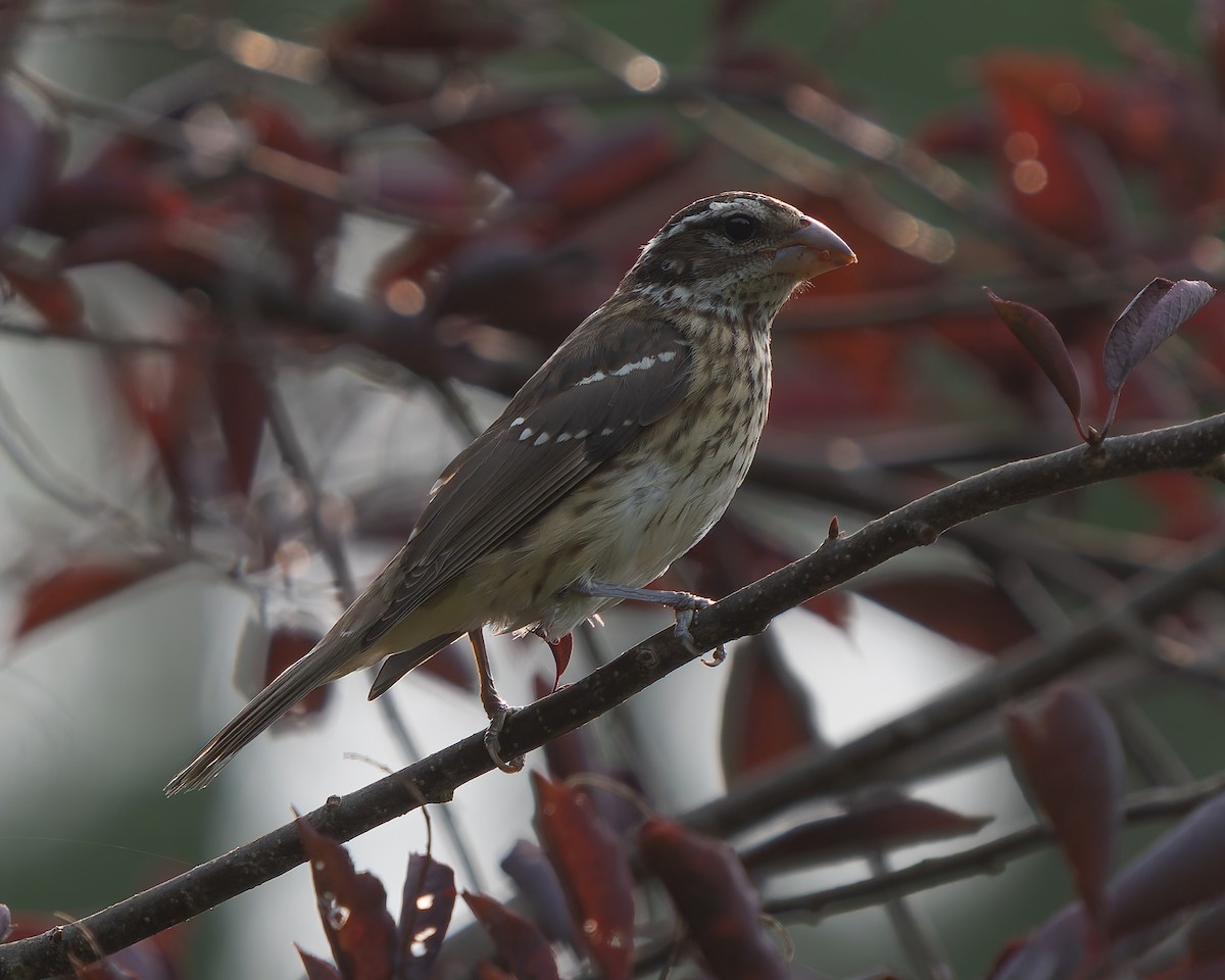 Rose-breasted Grosbeak - ML626736664