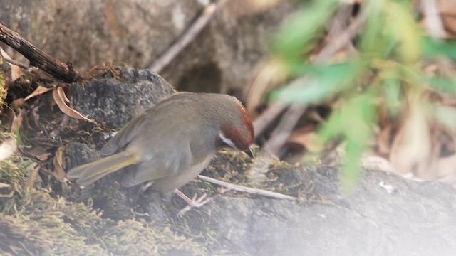 Rufous-capped Warbler - ML626736671