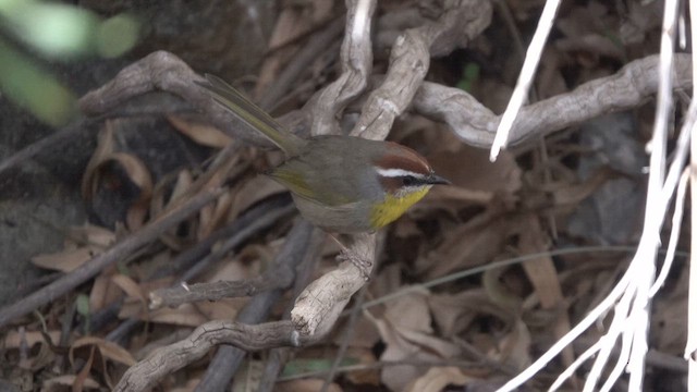 Rufous-capped Warbler - ML626736673