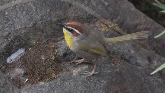 Rufous-capped Warbler - ML626736675
