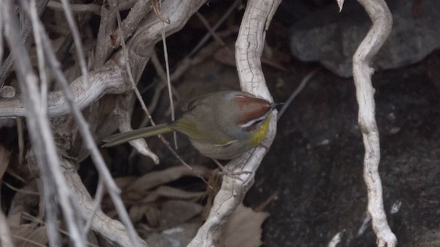Rufous-capped Warbler - ML626736676