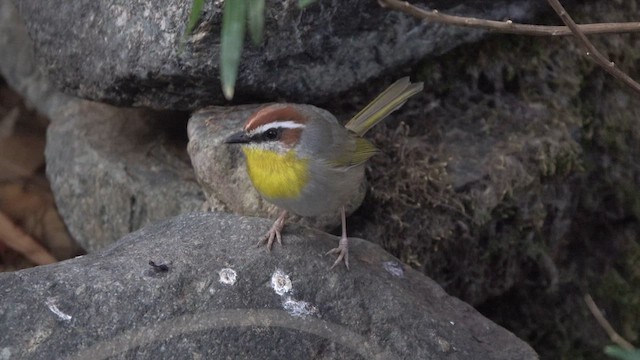 Rufous-capped Warbler - ML626736677