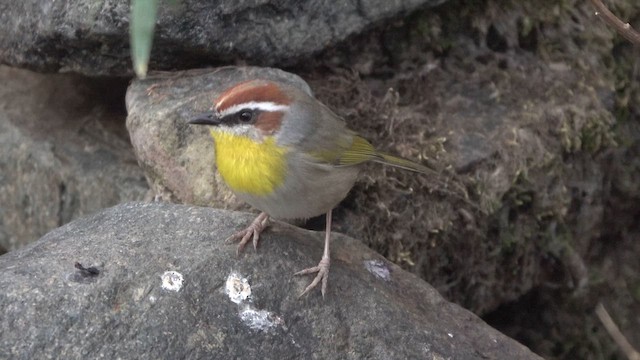 Rufous-capped Warbler - ML626736678