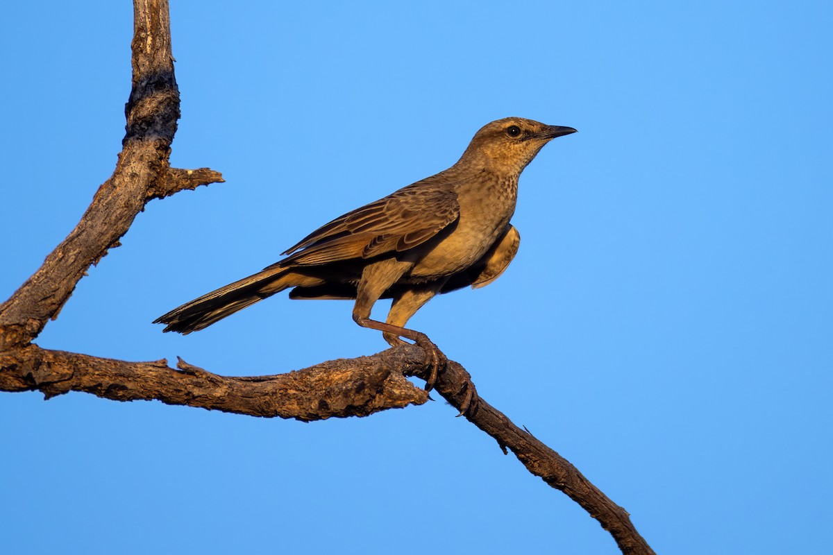 コシアカヒバリモドキ - ML626736731