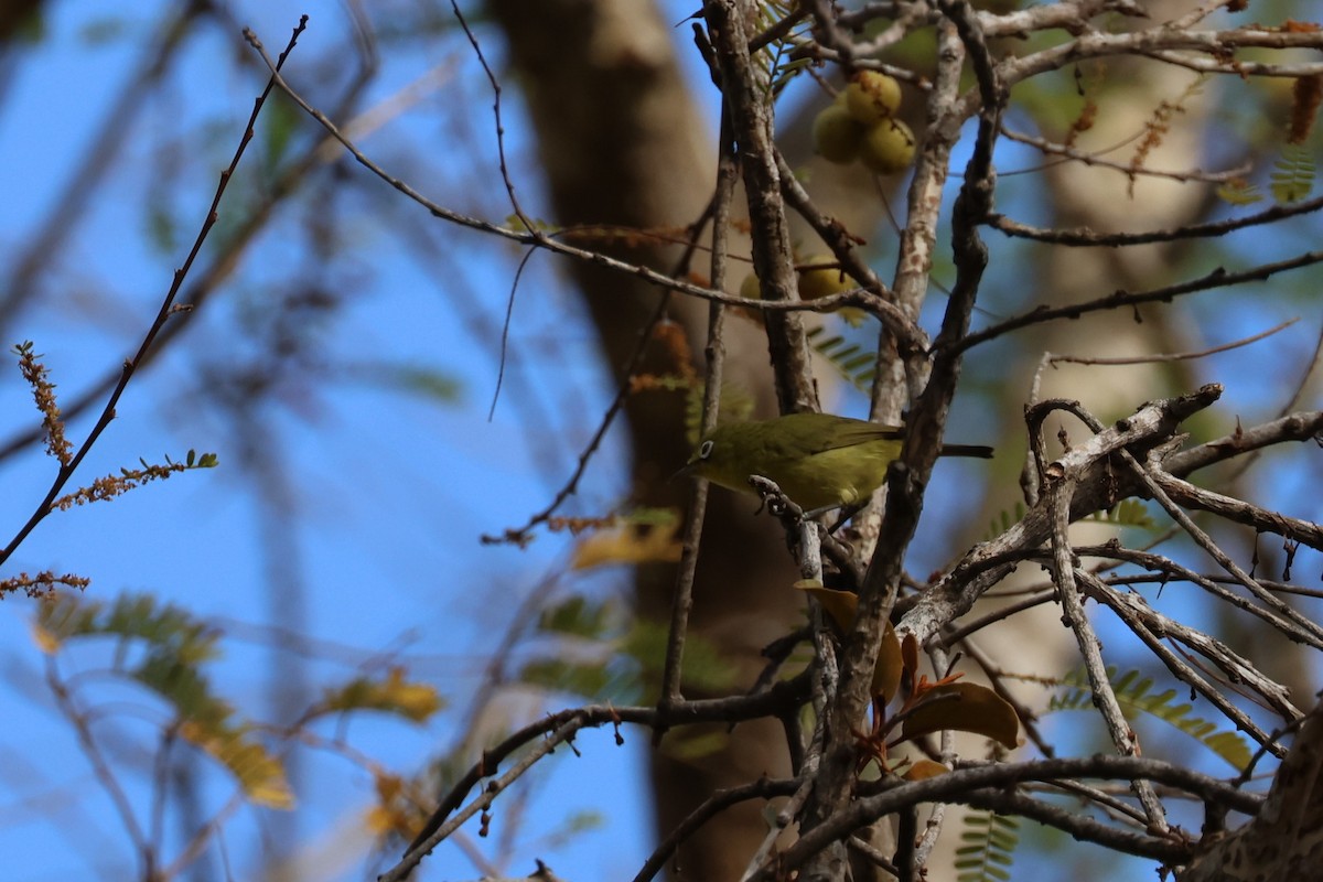 Lemon-bellied White-eye - ML626736797