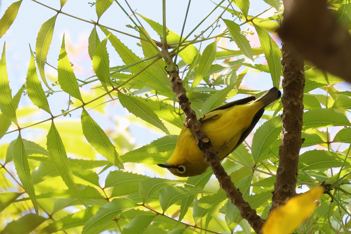 Lemon-bellied White-eye - ML626736837